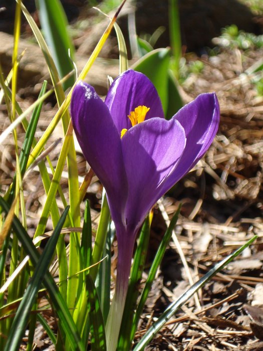 Crocus vernus 'Flower Record' pergola